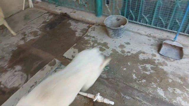 Когда удобно все, тогда легче сохранять порядок, в приюте смотреть онлайн