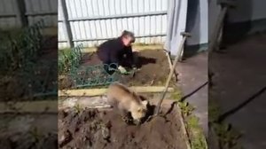 Медведь в огороде помогает хозяйке