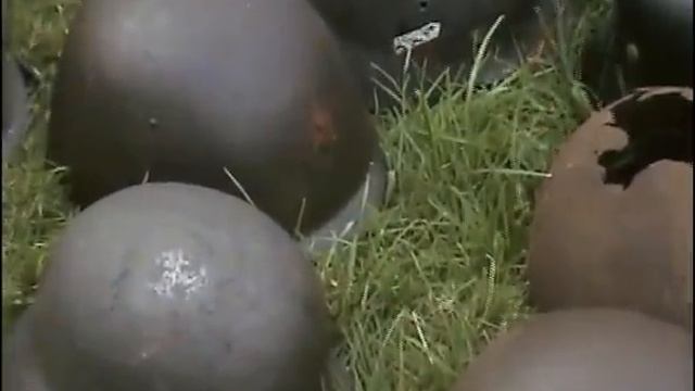 WWII Helmet смотреть онлайн