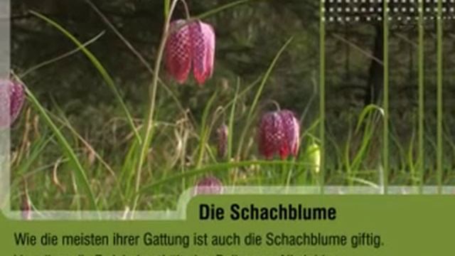 Die Schachblume (Fritillaria Meleagris)