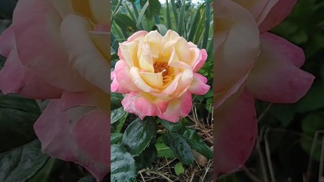 Роза Восточный экспресс. Orient Express rose