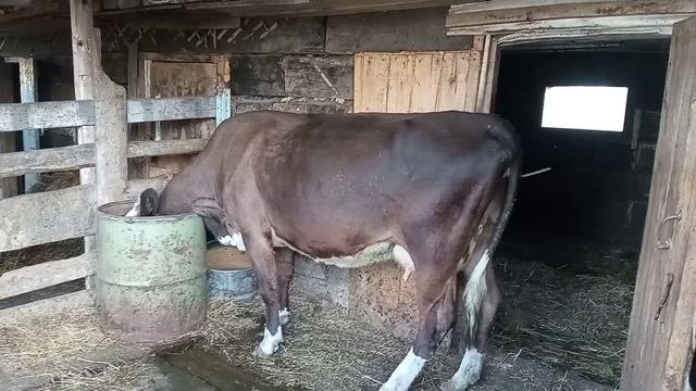 /Тест проверила/Корова стельная/Ура! /