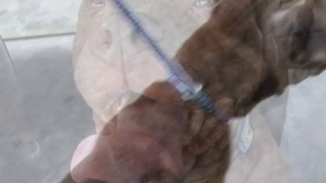 Её посадили в птичью клетку и бросили на улице смотреть онлайн