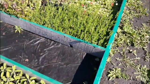 Ассортимент однолетников и многолетников. Часть 3 смотреть онлайн