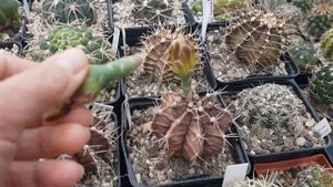 Ариокарпус цветет первый раз в жизни.Я ждала девять лет.Ariocarpus.364