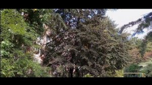 Мини-студия для летнего отдыха сдается