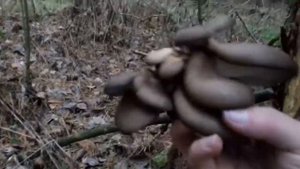 Сбор грибов - вешенки в лесу.