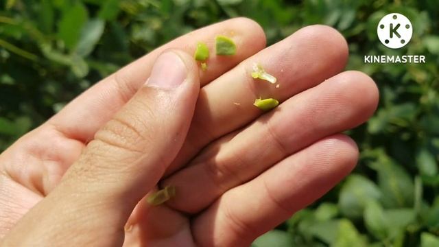 СОЯ - схемы защиты - BASF, SYNGENTA, AVGUST, Щелково агрохим
