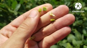 СОЯ - схемы защиты - BASF, SYNGENTA, AVGUST, Щелково агрохим