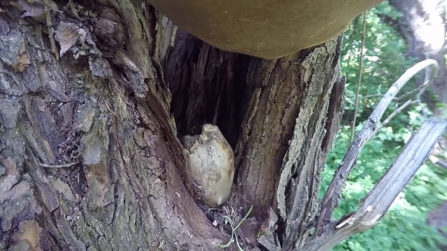 Трясогузка белая №150605 6 gp150605 8 2 самец, самка смотрит в камеру, гусеница ползет смотреть онлайн