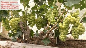 Виноград Белая роза- посажен дома, вкусен, сладок и с приятным мускатом