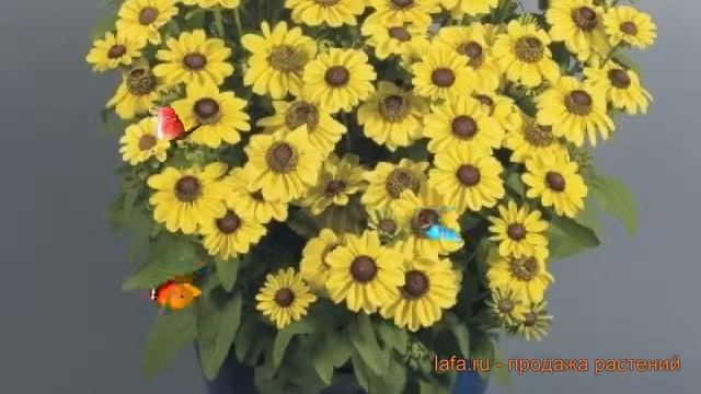 Рудбекия хирта Лемон ? хирта рудбекия Лемон обзор: как сажать, семена рудбекии Лемон смотреть онлайн