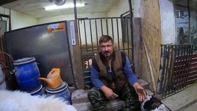 ВЫГОДНО ЛИ ЗАНИМАТЬСЯ СВИНОВОДСТВОМ | Какой расход и доход с одной свиньи. ПОДРОБНО!