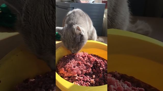 Правильное питание котов смотреть онлайн