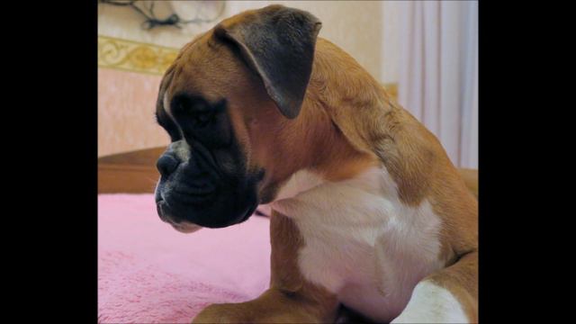 Немецкий боксёр смотреть онлайн