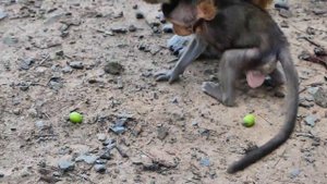 God Help!.. What Happened baby newborn old wild Mom angry tried catch While baby hungry drink milk