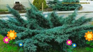 Можжевельник средний пфитцериана глаука. Краткий обзор juniperus pfitzeriana Pfitzeriana Glauca