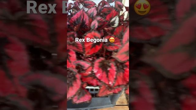 #rexbegonia #rex #begonia #plant #indoorplant