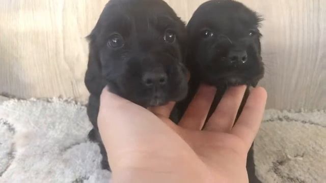 Щенки английского кокера спаниеля 1 месяц и 1 неделя смотреть онлайн