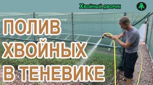 Как  поливаются хвойные растения в нашем теневике.Питомник "Хвойный дворик"