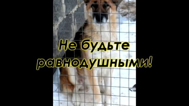 БЕЗДОМНЫМ ЖИВОТНЫМ НУЖНА НАША ПОМОЩЬ! смотреть онлайн