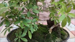 Шефлера бонсай 2 Shefflera bonsai 2