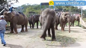 Парк и водопад Пренн экскурсия в Далат