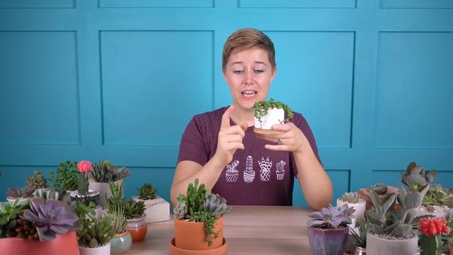 How to care for Senecio rowleyanus "String of Pearls" смотреть онлайн