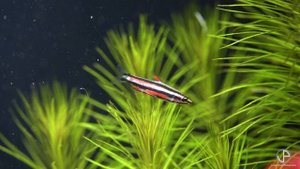 In Portrait: Nannostomus rubrocaudatus