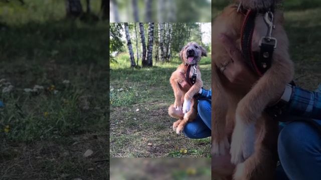 Щенки Приюта Майский День смотреть онлайн