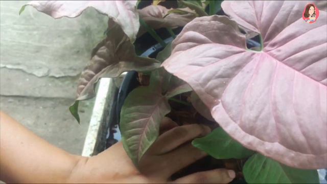 ปลูกออมชมพู (Pink Syngonium) แต่เป็นใบเขียวสาเหตุเกิดจากอะไรและมีวิธีดูแลแก้ไขอย่างไร смотреть онлайн