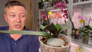 ОРХИДЕИ ПРОСЫПАЮТСЯ КОРНИ в этом грунте, ЛУЧШИЙ ГРУНТ на КАНАЛЕ Георгий Горячевский в 2020 году
