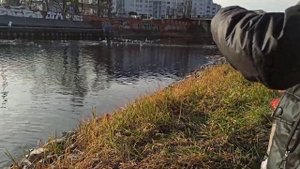 Кормлю уток чаек и белых лебедей которые живут на реке Одер