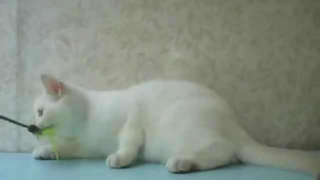 Кошечка лиловый золотой пойнт