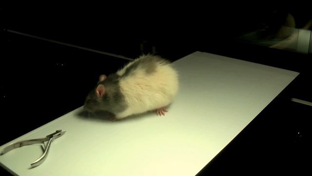 Кормление змей (укорачиваем резцы у грызунов) смотреть онлайн