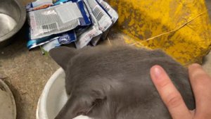 Утро в приюте для кошек. / Приют для кошек /