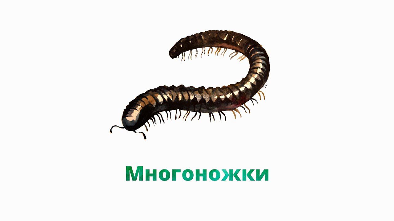 9.3. Многоножки