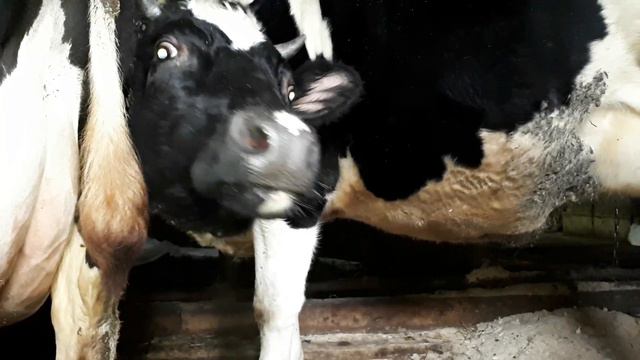 Первый раз отелились  Обычные нетели Продажа КРС живым весом +79063333941