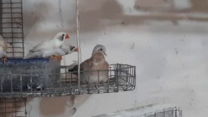 Бриллиантовые горлицы пригрели амадину 27.02 2023 г.