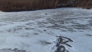 что будет если петарду жук забросить на лед,топ 5 жуков на льду