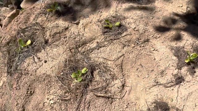 Южная Корея.?Деревенька / Трава на грядках / Асоль / Разбираем с Настей чуланчик смотреть онлайн