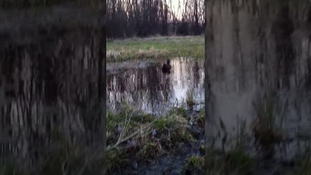 Работа подсадной утки смотреть онлайн