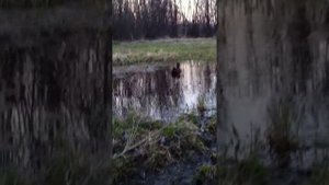 Работа  подсадной утки