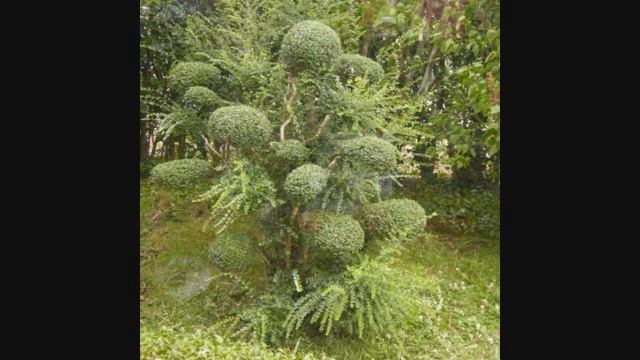 Lonicera nitida.wmv смотреть онлайн