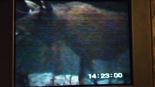 Прогулка по музею Брянский лес которого больше НЕТ!!! смотреть онлайн