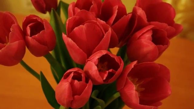 2014 03 08 Распускаются тюльпаны все смотреть онлайн