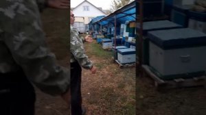 Матка карпатка & бакфаст сравнение, осень 2019 Воронежская область