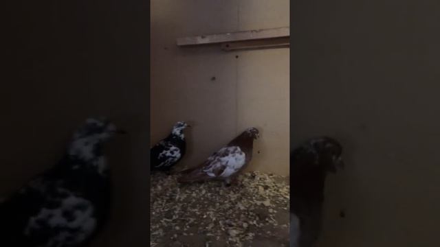 Чернозобые и краснозобик свердловские высоколетные голуби