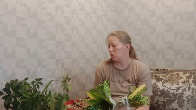 Обрезка Шефлеры и Кратона