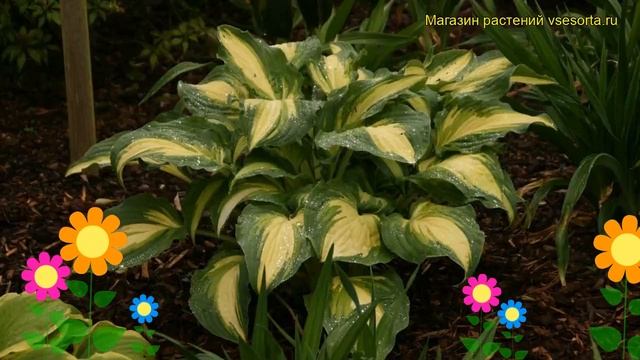 Хоста гибридная Лэйксайд Лав Эффеир. Краткий обзор, описание hosta hybrida Lakeside Love Affair